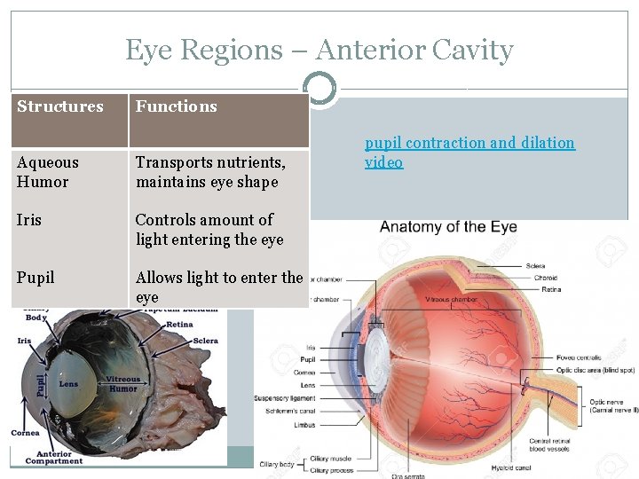 Eye Regions – Anterior Cavity Structures Functions Aqueous Humor Transports nutrients, maintains eye shape