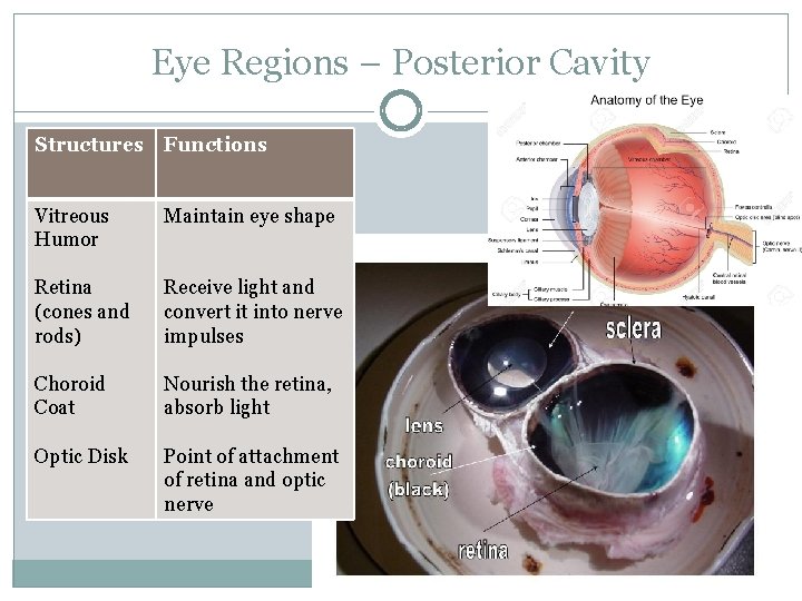 Eye Regions – Posterior Cavity Structures Functions Vitreous Humor Maintain eye shape Retina (cones