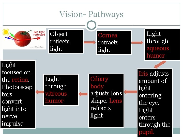 Vision- Pathways Object reflects light Light focused on the retina. Photorecep tors convert light