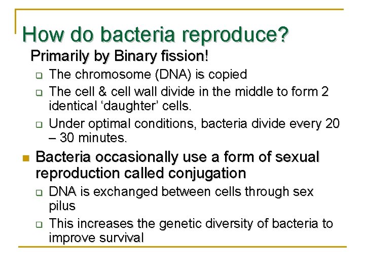 How do bacteria reproduce? Primarily by Binary fission! q q q n The chromosome