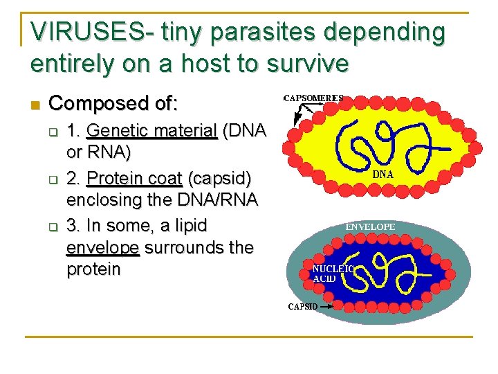 VIRUSES- tiny parasites depending entirely on a host to survive n Composed of: q