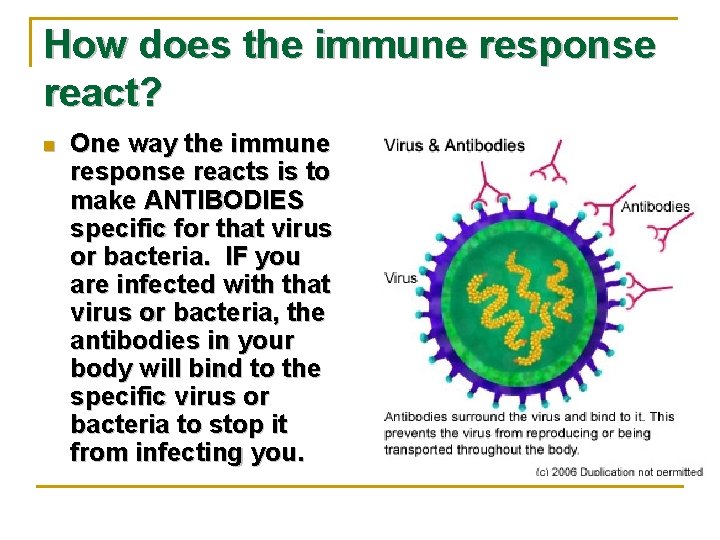 How does the immune response react? n One way the immune response reacts is