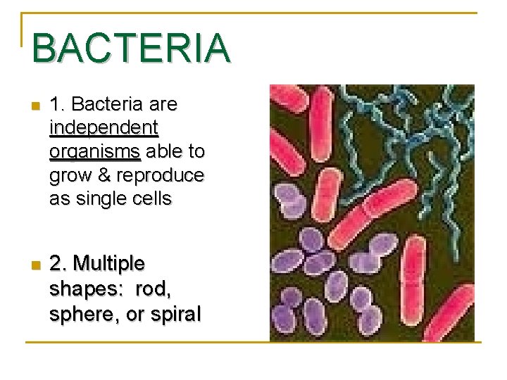 BACTERIA n 1. Bacteria are independent organisms able to grow & reproduce as single