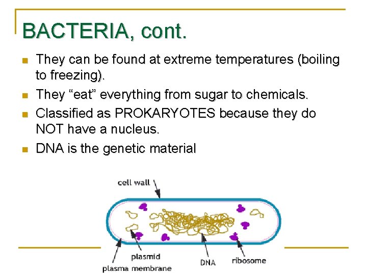BACTERIA, cont. n n They can be found at extreme temperatures (boiling to freezing).