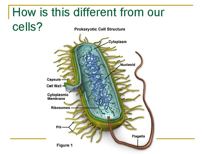How is this different from our cells? 