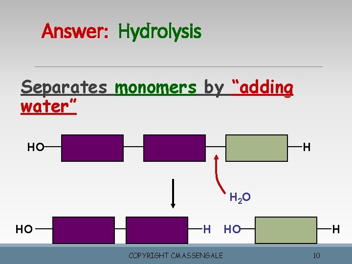 Answer: Hydrolysis Separates monomers by “adding water” HO H H 2 O HO H Answer: Hydrolysis Separates monomers by “adding water” HO H H 2 O HO H