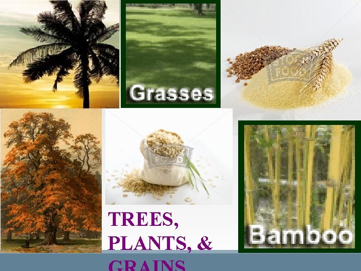 TREES, PLANTS, & TREES, PLANTS, &
