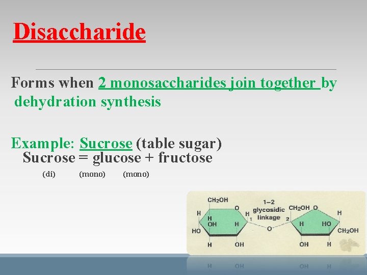 Disaccharide Forms when 2 monosaccharides join together by dehydration synthesis Example: Sucrose (table sugar) Disaccharide Forms when 2 monosaccharides join together by dehydration synthesis Example: Sucrose (table sugar)