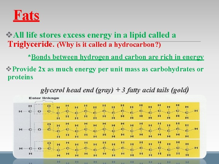 Fats v. All life stores excess energy in a lipid called a Triglyceride. (Why Fats v. All life stores excess energy in a lipid called a Triglyceride. (Why