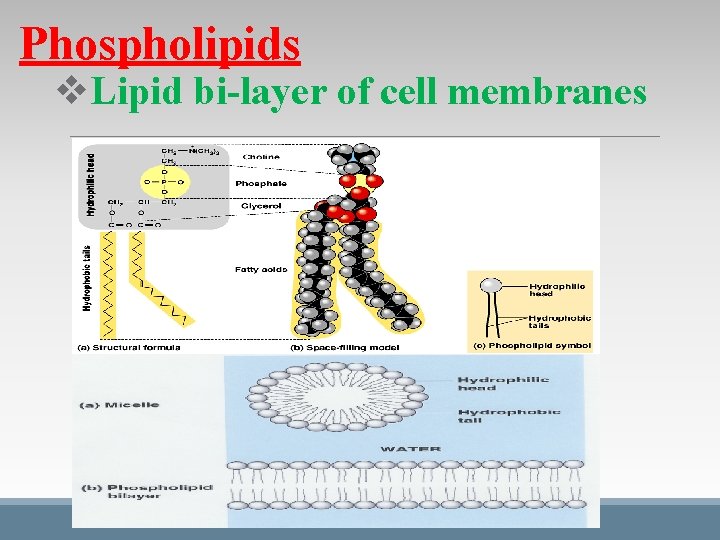 Phospholipids v. Lipid bi-layer of cell membranes Phospholipids v. Lipid bi-layer of cell membranes