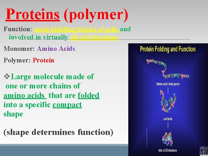 Proteins (polymer) Function: main building blocks of cells and involved in virtually all cell Proteins (polymer) Function: main building blocks of cells and involved in virtually all cell