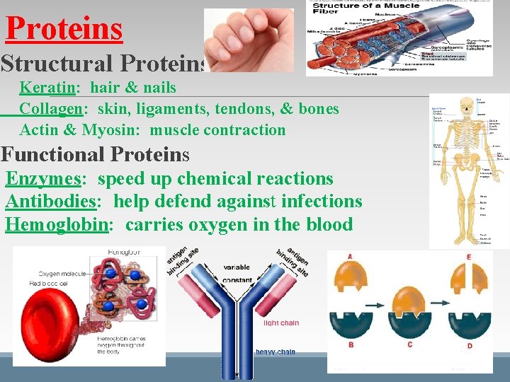 Proteins Structural Proteins Keratin: hair & nails Collagen: skin, ligaments, tendons, & bones Actin Proteins Structural Proteins Keratin: hair & nails Collagen: skin, ligaments, tendons, & bones Actin