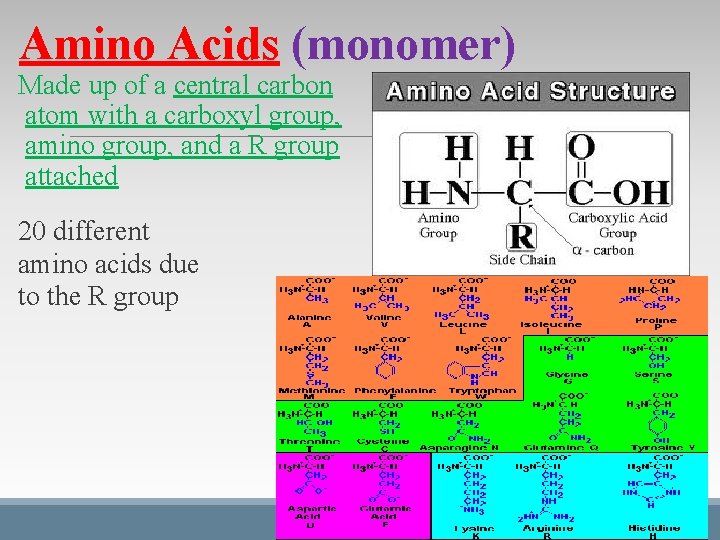 Amino Acids (monomer) Made up of a central carbon atom with a carboxyl group, Amino Acids (monomer) Made up of a central carbon atom with a carboxyl group,