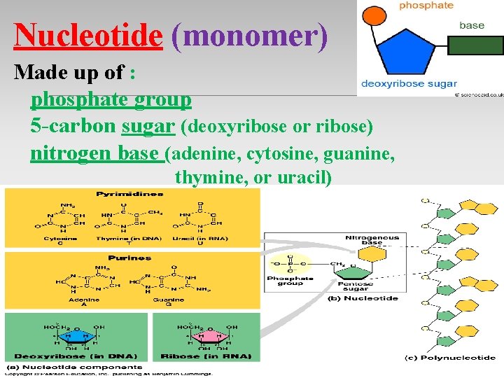 Nucleotide (monomer) Made up of : phosphate group 5 -carbon sugar (deoxyribose or ribose) Nucleotide (monomer) Made up of : phosphate group 5 -carbon sugar (deoxyribose or ribose)