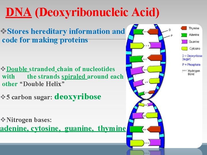 DNA (Deoxyribonucleic Acid) v. Stores hereditary information and code for making proteins v. Double DNA (Deoxyribonucleic Acid) v. Stores hereditary information and code for making proteins v. Double