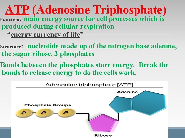 ATP (Adenosine Triphosphate) main energy source for cell processes which is produced during cellular ATP (Adenosine Triphosphate) main energy source for cell processes which is produced during cellular