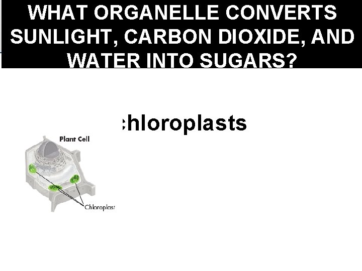 WHAT ORGANELLE CONVERTS SUNLIGHT, CARBON DIOXIDE, AND WATER INTO SUGARS? chloroplasts 