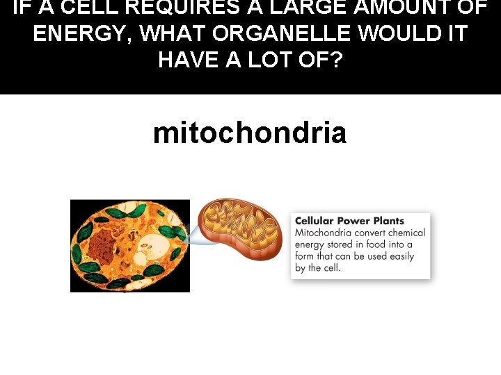 IF A CELL REQUIRES A LARGE AMOUNT OF ENERGY, WHAT ORGANELLE WOULD IT HAVE