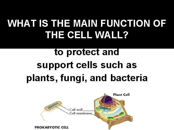 WHAT IS THE MAIN FUNCTION OF THE CELL WALL? to protect and support cells