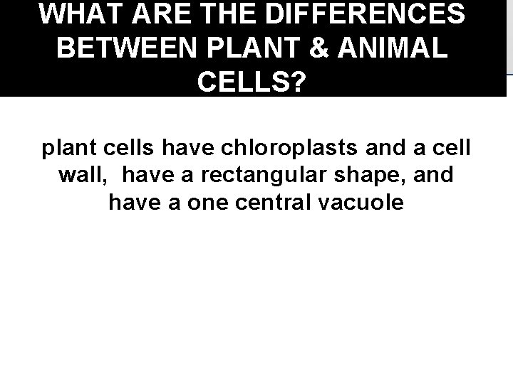 WHAT ARE THE DIFFERENCES BETWEEN PLANT & ANIMAL CELLS? plant cells have chloroplasts and