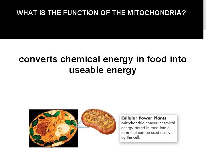 WHAT IS THE FUNCTION OF THE MITOCHONDRIA? converts chemical energy in food into useable