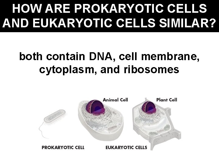 HOW ARE PROKARYOTIC CELLS AND EUKARYOTIC CELLS SIMILAR? both contain DNA, cell membrane, cytoplasm,