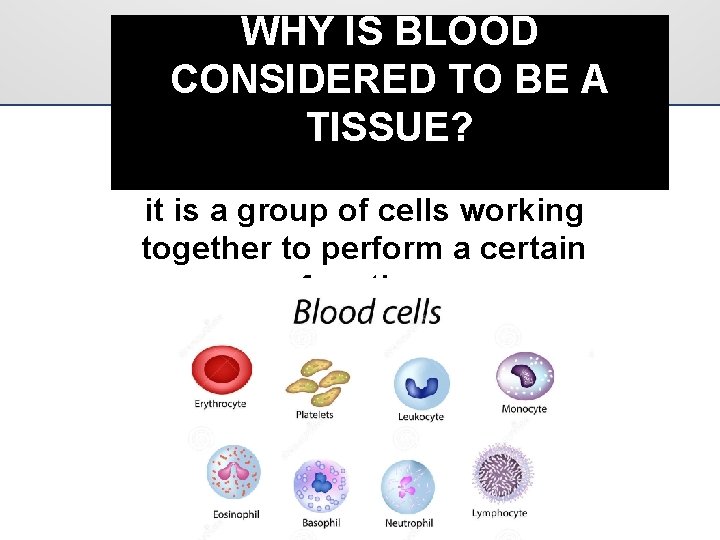 WHY IS BLOOD CONSIDERED TO BE A TISSUE? it is a group of cells