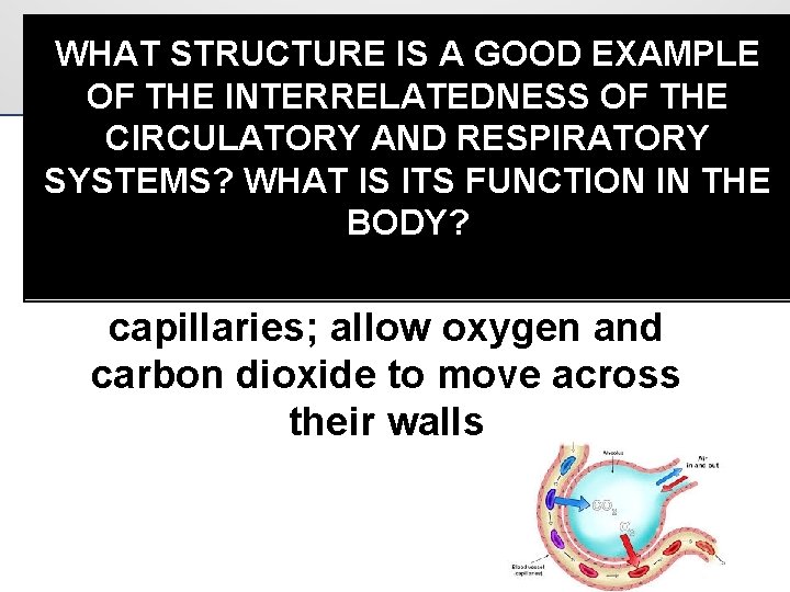 WHAT STRUCTURE IS A GOOD EXAMPLE OF THE INTERRELATEDNESS OF THE CIRCULATORY AND RESPIRATORY