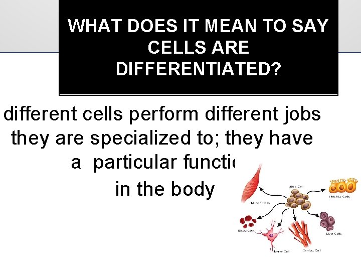WHAT DOES IT MEAN TO SAY CELLS ARE DIFFERENTIATED? different cells perform different jobs