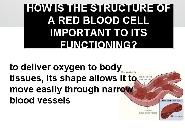 HOW IS THE STRUCTURE OF A RED BLOOD CELL IMPORTANT TO ITS FUNCTIONING? to