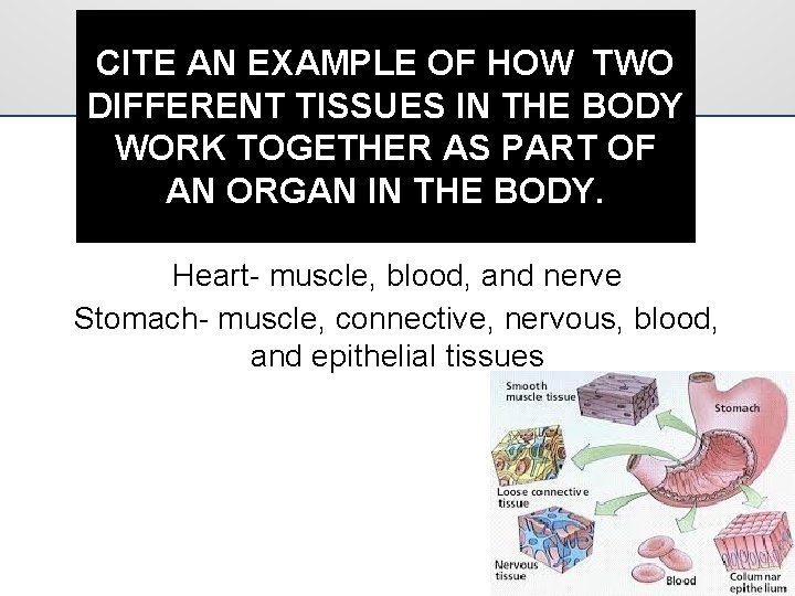 CITE AN EXAMPLE OF HOW TWO DIFFERENT TISSUES IN THE BODY WORK TOGETHER AS