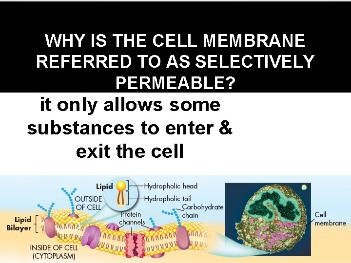 WHY IS THE CELL MEMBRANE REFERRED TO AS SELECTIVELY PERMEABLE? it only allows some