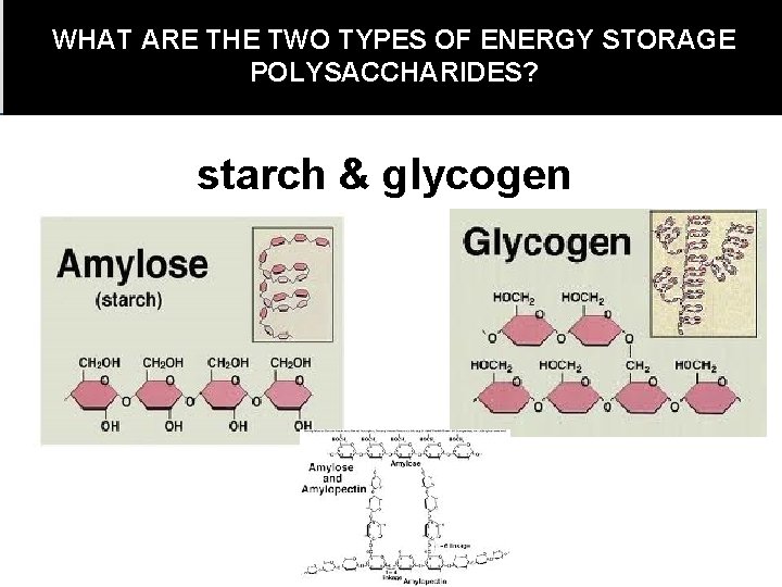 WHAT ARE THE TWO TYPES OF ENERGY STORAGE POLYSACCHARIDES? starch & glycogen 