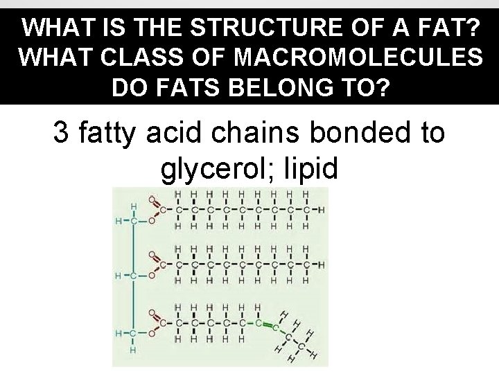 WHAT IS THE STRUCTURE OF A FAT? WHAT CLASS OF MACROMOLECULES DO FATS BELONG