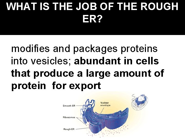WHAT IS THE JOB OF THE ROUGH ER? modifies and packages proteins into vesicles;