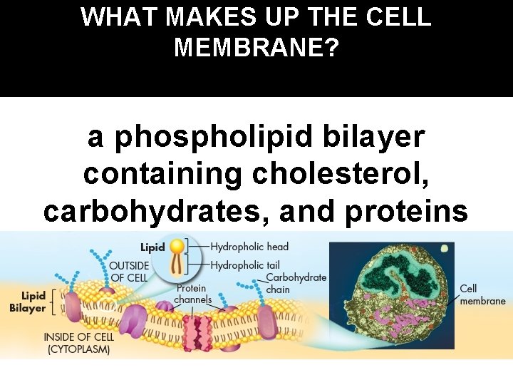 WHAT MAKES UP THE CELL MEMBRANE? a phospholipid bilayer containing cholesterol, carbohydrates, and proteins