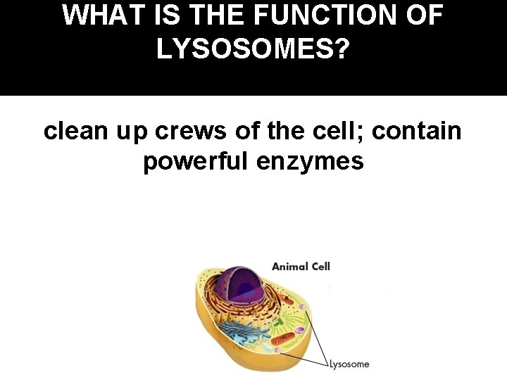 WHAT IS THE FUNCTION OF LYSOSOMES? clean up crews of the cell; contain powerful