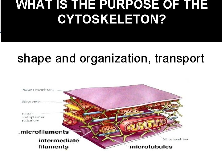 WHAT IS THE PURPOSE OF THE CYTOSKELETON? shape and organization, transport 
