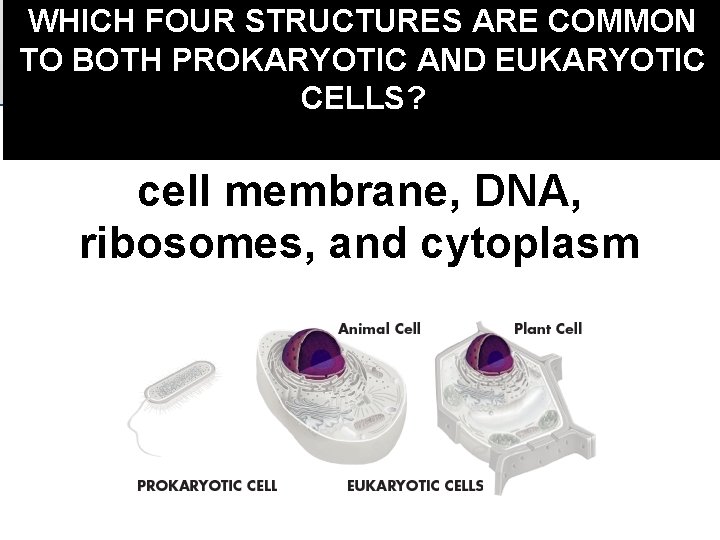 WHICH FOUR STRUCTURES ARE COMMON TO BOTH PROKARYOTIC AND EUKARYOTIC CELLS? cell membrane, DNA,