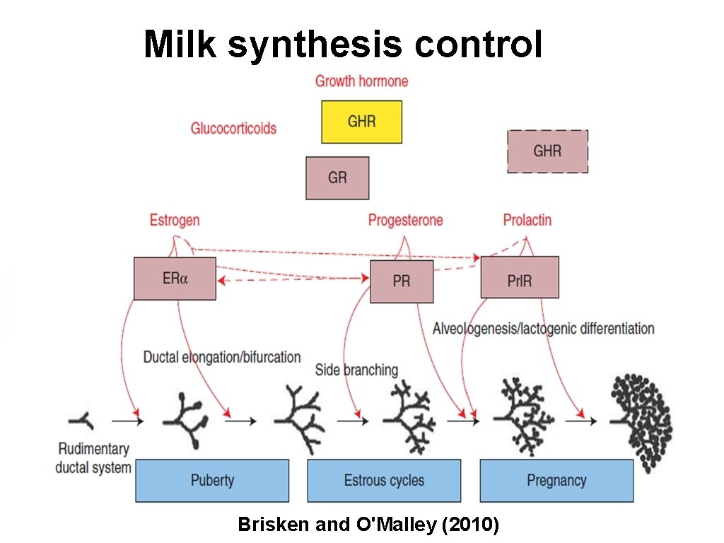 Milk synthesis control Brisken and O'Malley (2010) 