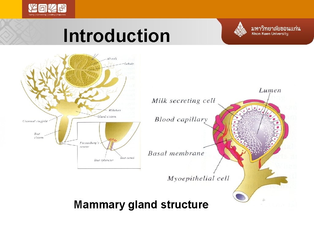 Introduction Mammary gland structure 