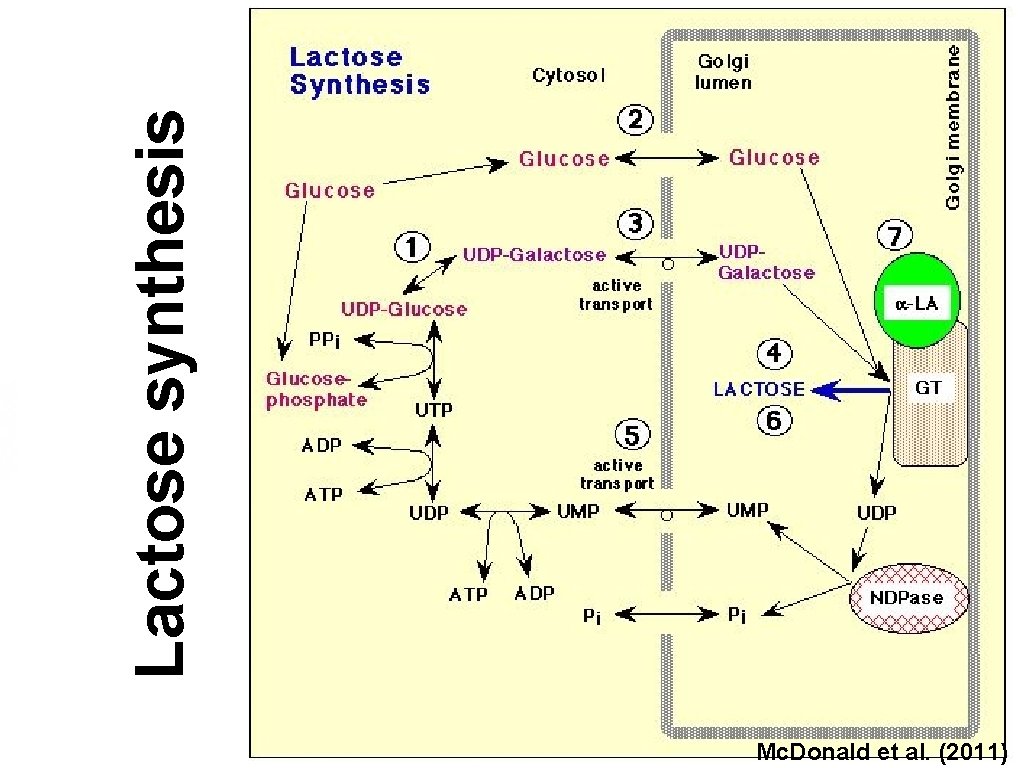 Lactose synthesis Mc. Donald et al. (2011) 