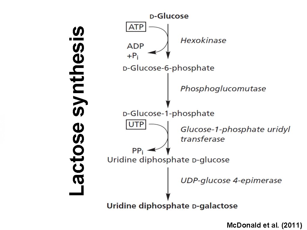 Lactose synthesis Mc. Donald et al. (2011) 