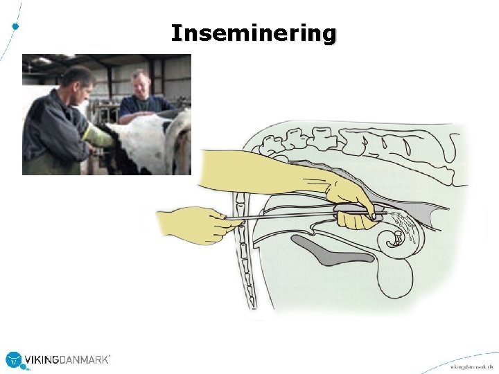 Inseminering 