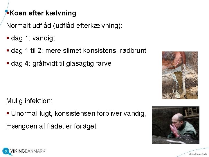 §Koen efter kælvning Normalt udflåd (udflåd efterkælvning): § dag 1: vandigt § dag 1