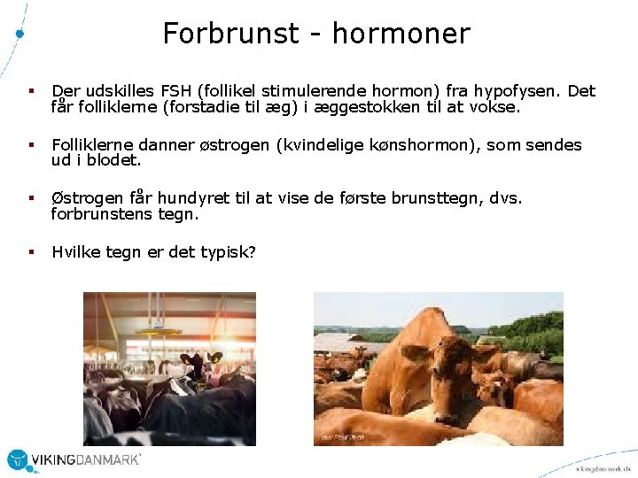Forbrunst - hormoner § Der udskilles FSH (follikel stimulerende hormon) fra hypofysen. Det får