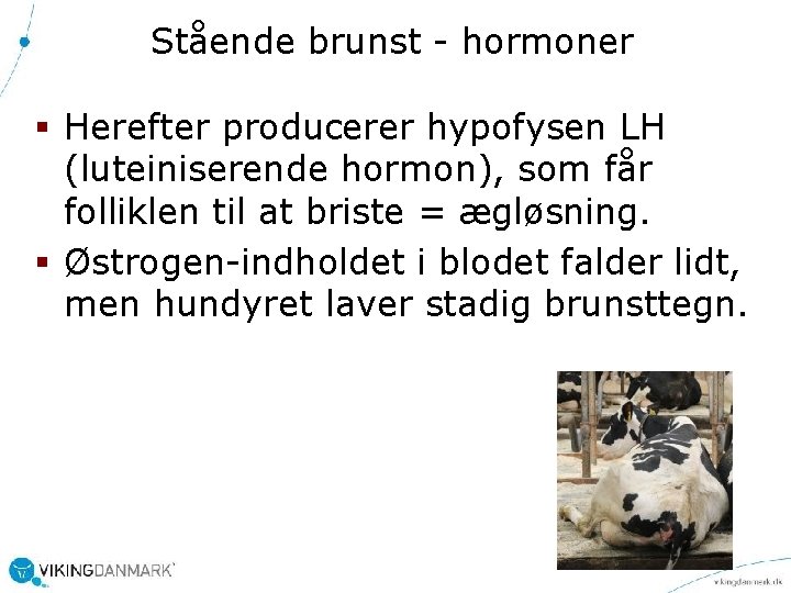 Stående brunst - hormoner § Herefter producerer hypofysen LH (luteiniserende hormon), som får folliklen