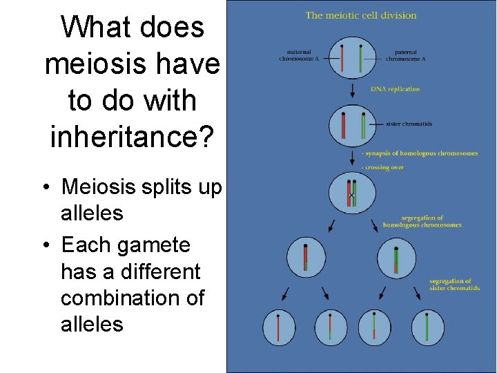 What does meiosis have to do with inheritance? • Meiosis splits up alleles •