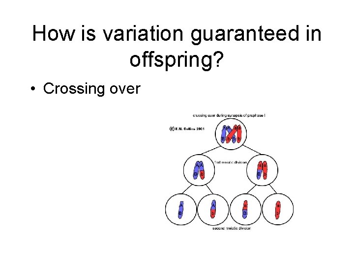 How is variation guaranteed in offspring? • Crossing over 