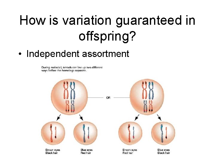 How is variation guaranteed in offspring? • Independent assortment 